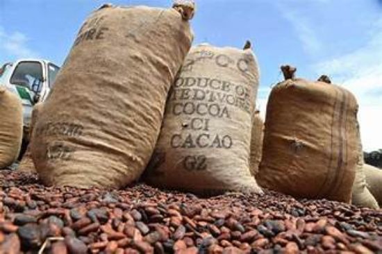 Picture of COCOA BEANS-Container